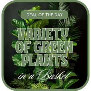 Designer's Choice - Variety of Green Plants