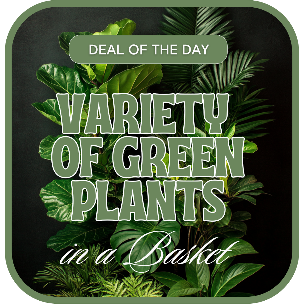 Designer's Choice - Variety of Green Plants