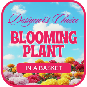 Designer's Choice Blooming Plant