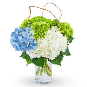 Hydrangea Perfection