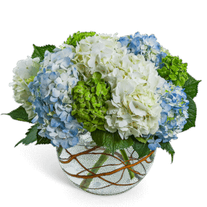 Hydrangea Heaven