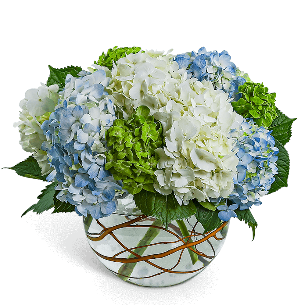 Hydrangea Heaven