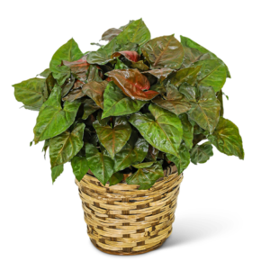 Arrowhead Plant in Basket