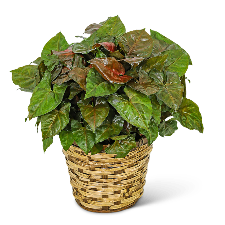 Arrowhead Plant in Basket