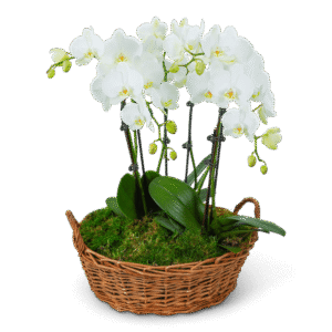 Serenity Orchid Plant