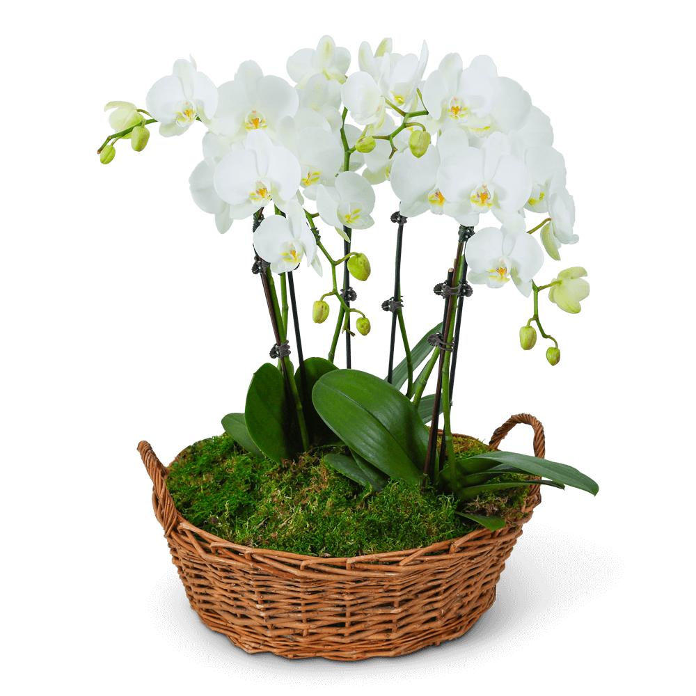 Serenity Orchid Plant