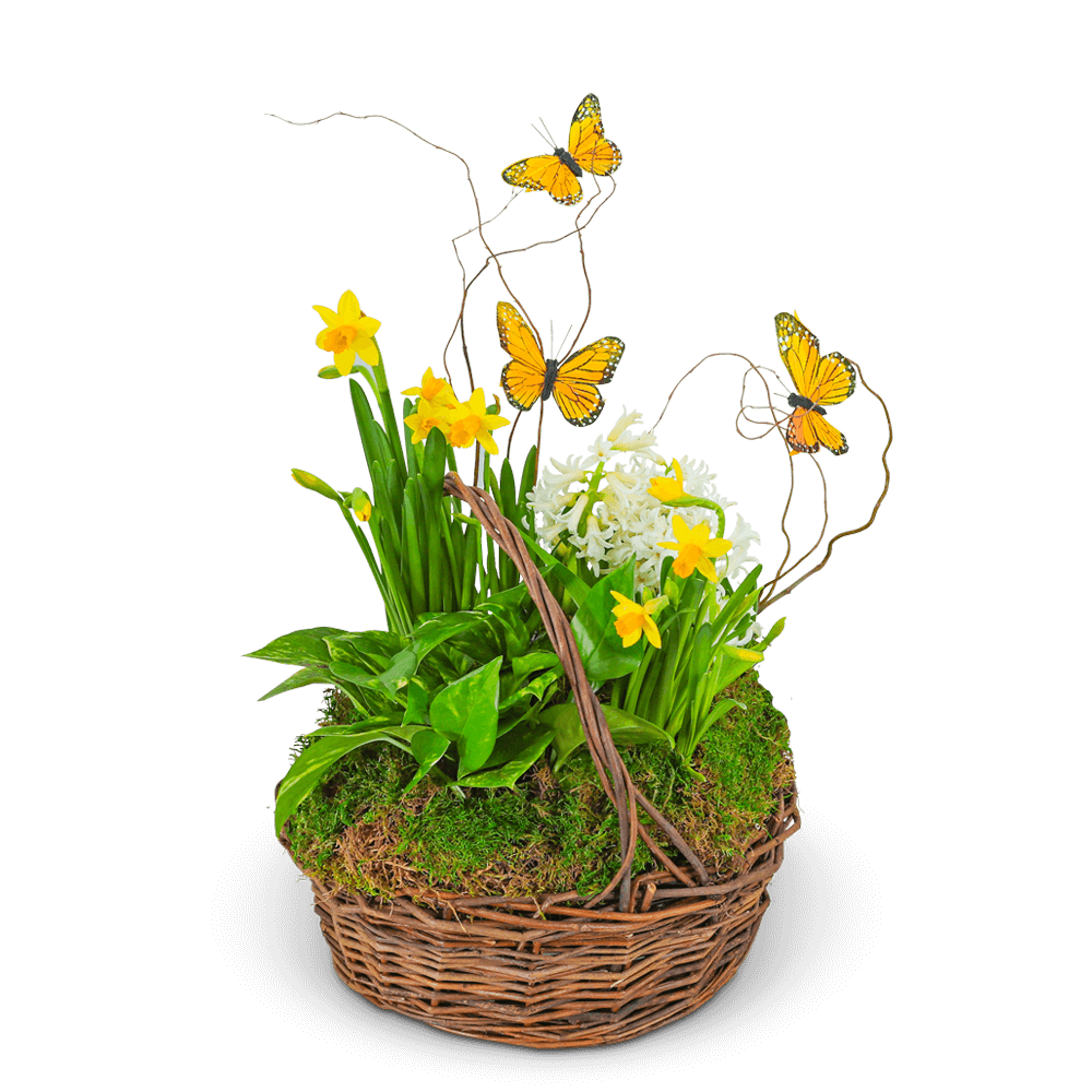 Spring Plants with Butterflies