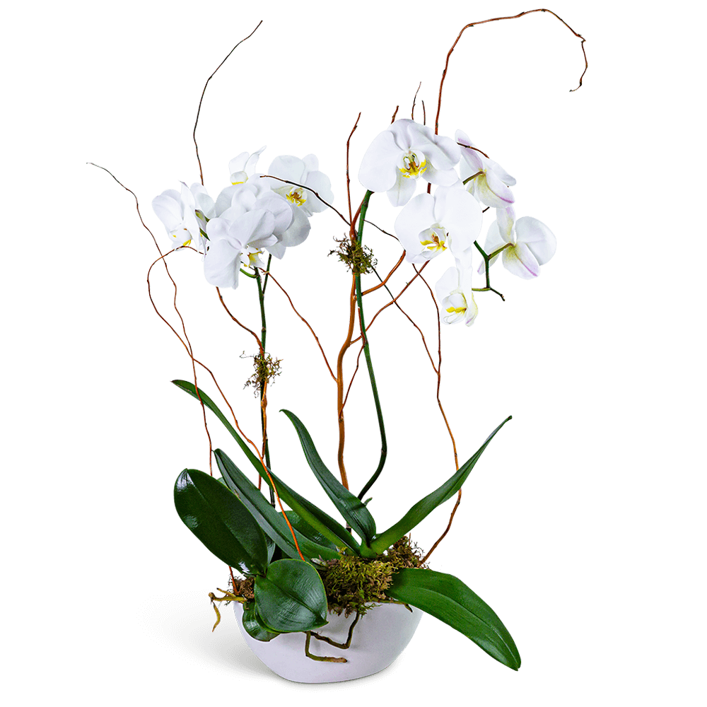 Luxe Double Orchid
