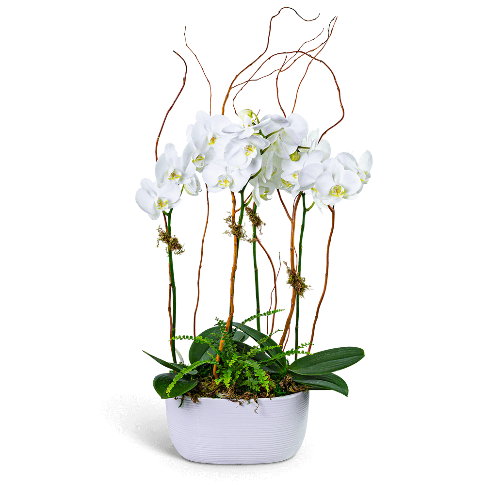 Fifth Avenue Triple Orchid