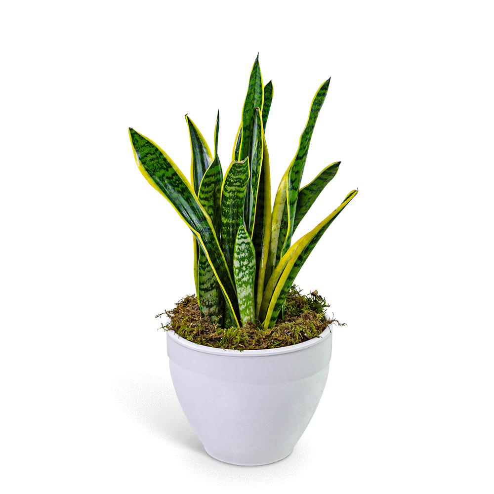 Snake Plant in Ceramic