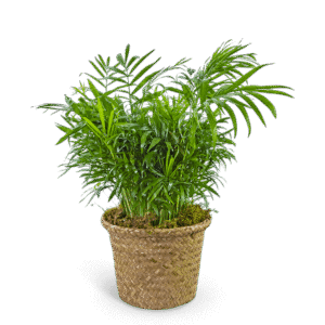 Palm Plant in Basket
