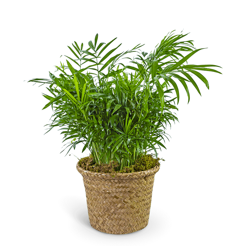 Palm Plant in Basket