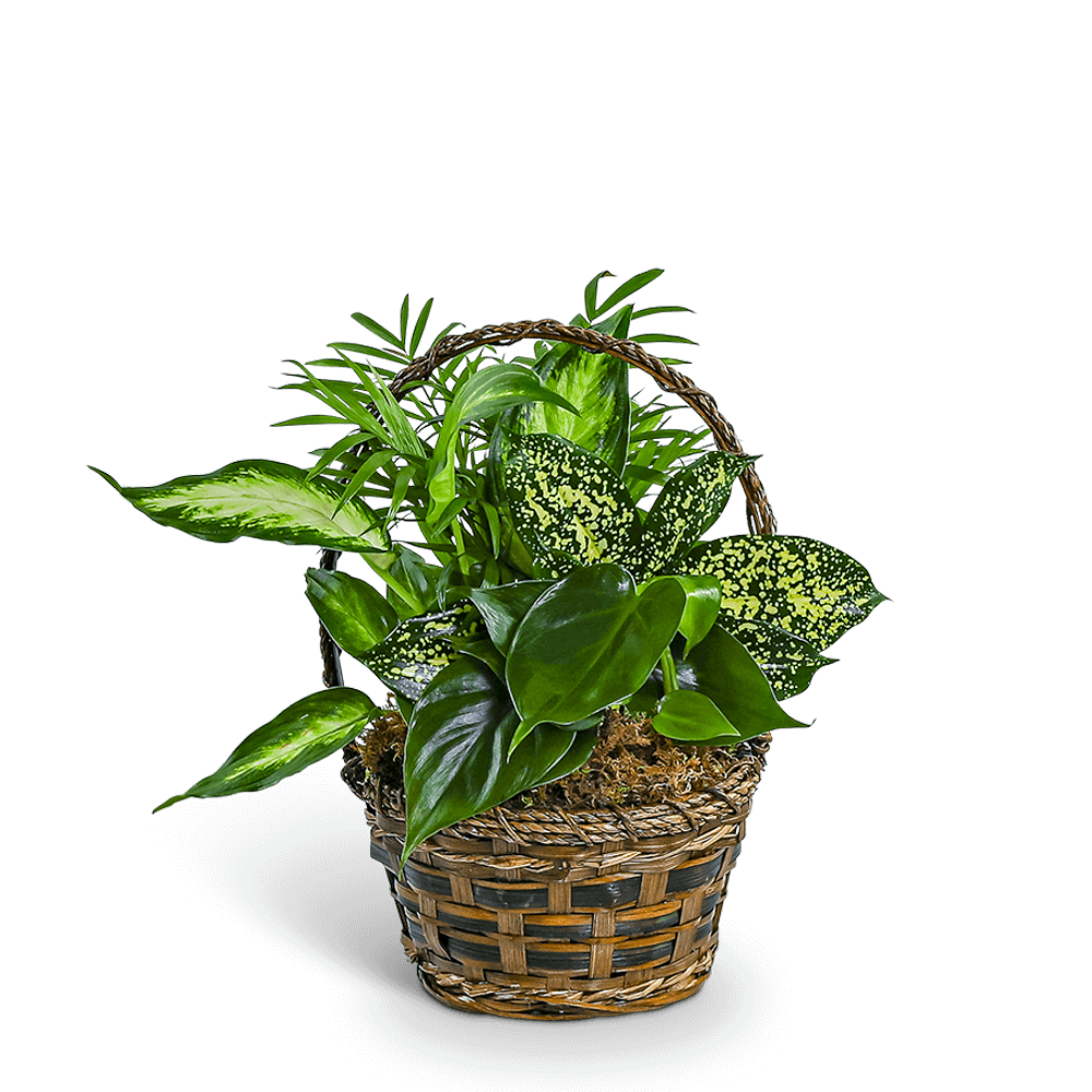 Tranquil Dish Garden in Basket
