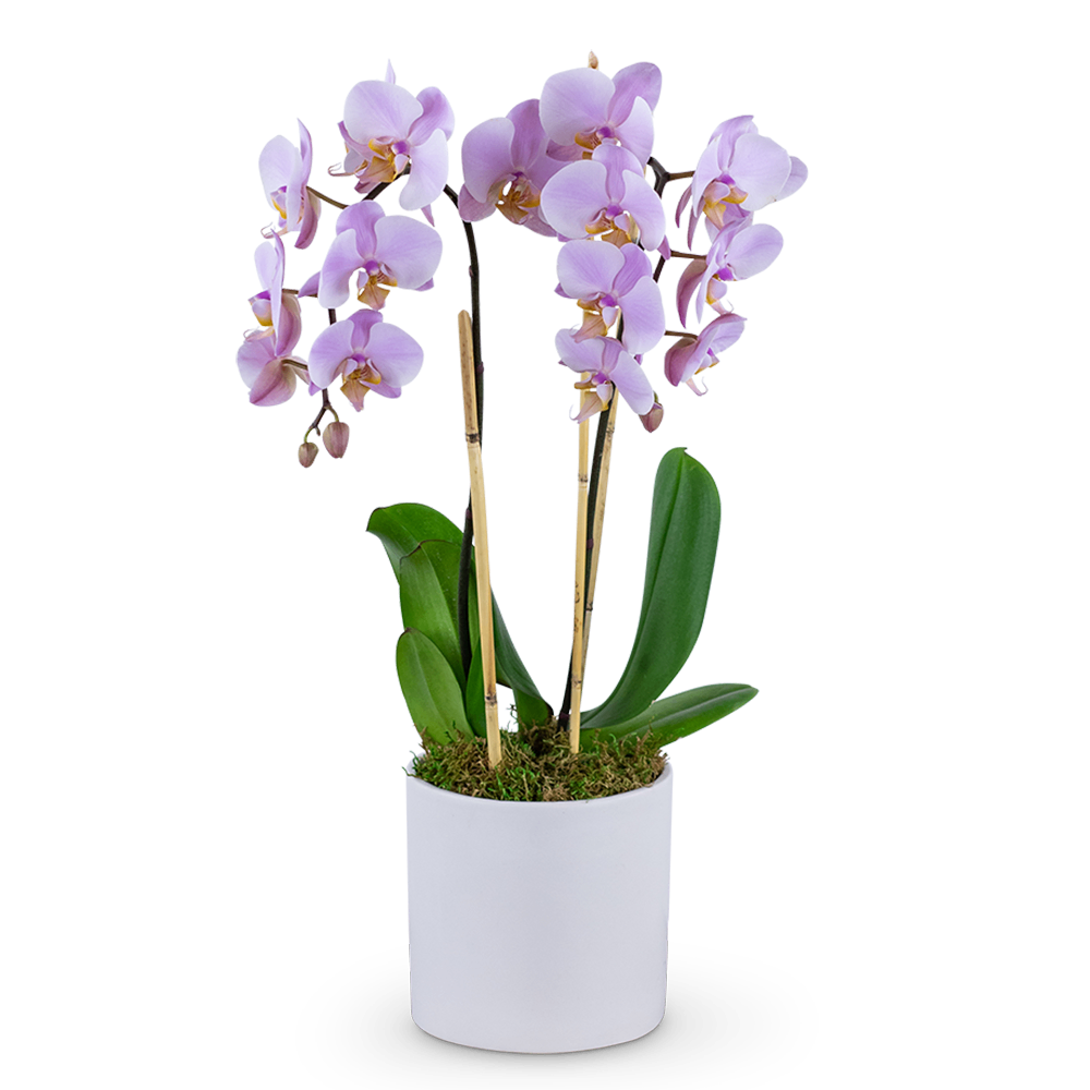 Phalaenopsis Orchid