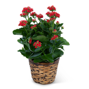 Red Kalanchoe Plant