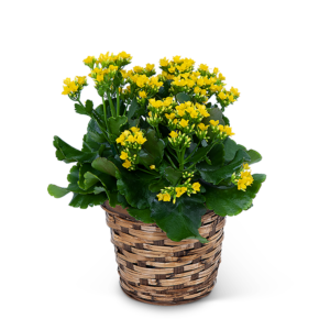 Yellow Kalanchoe Plant