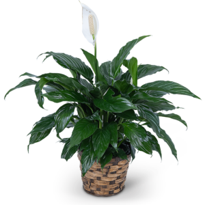 Peace Lily Plant