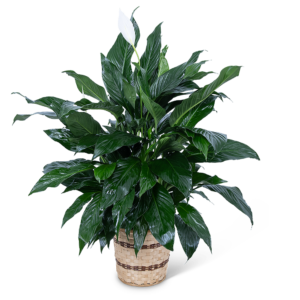 Medium Peace Lily Plant