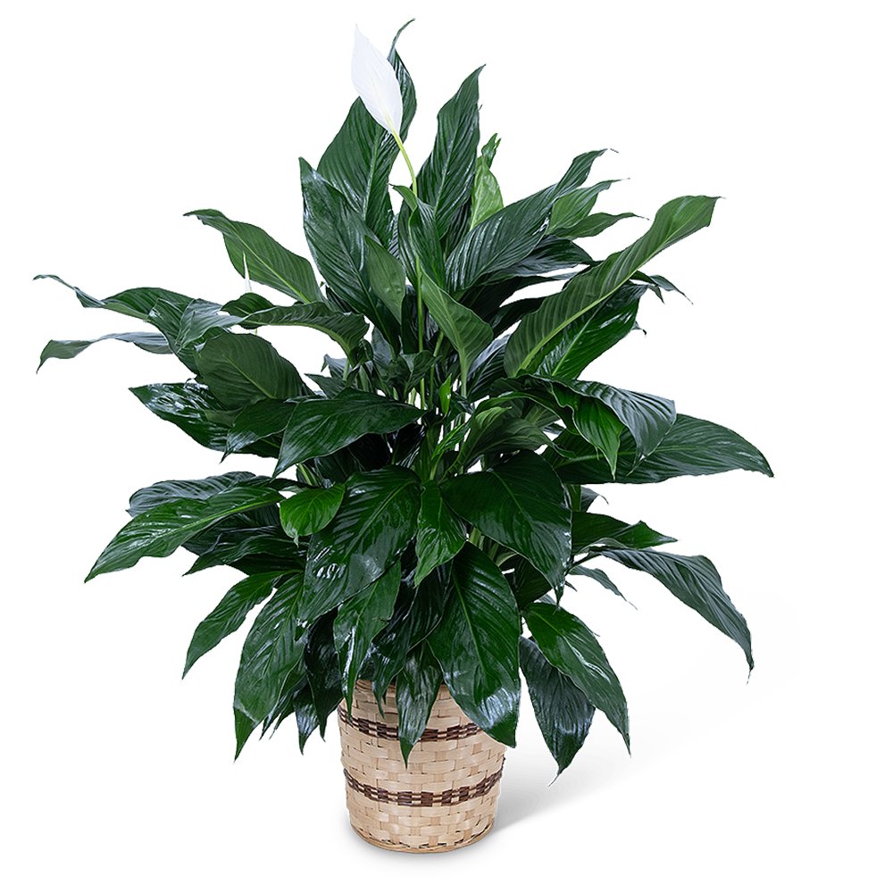 Medium Peace Lily Plant