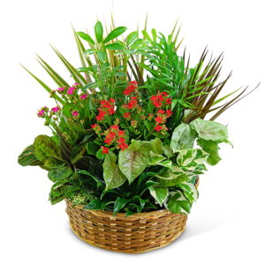 Large Blooming Dish Garden