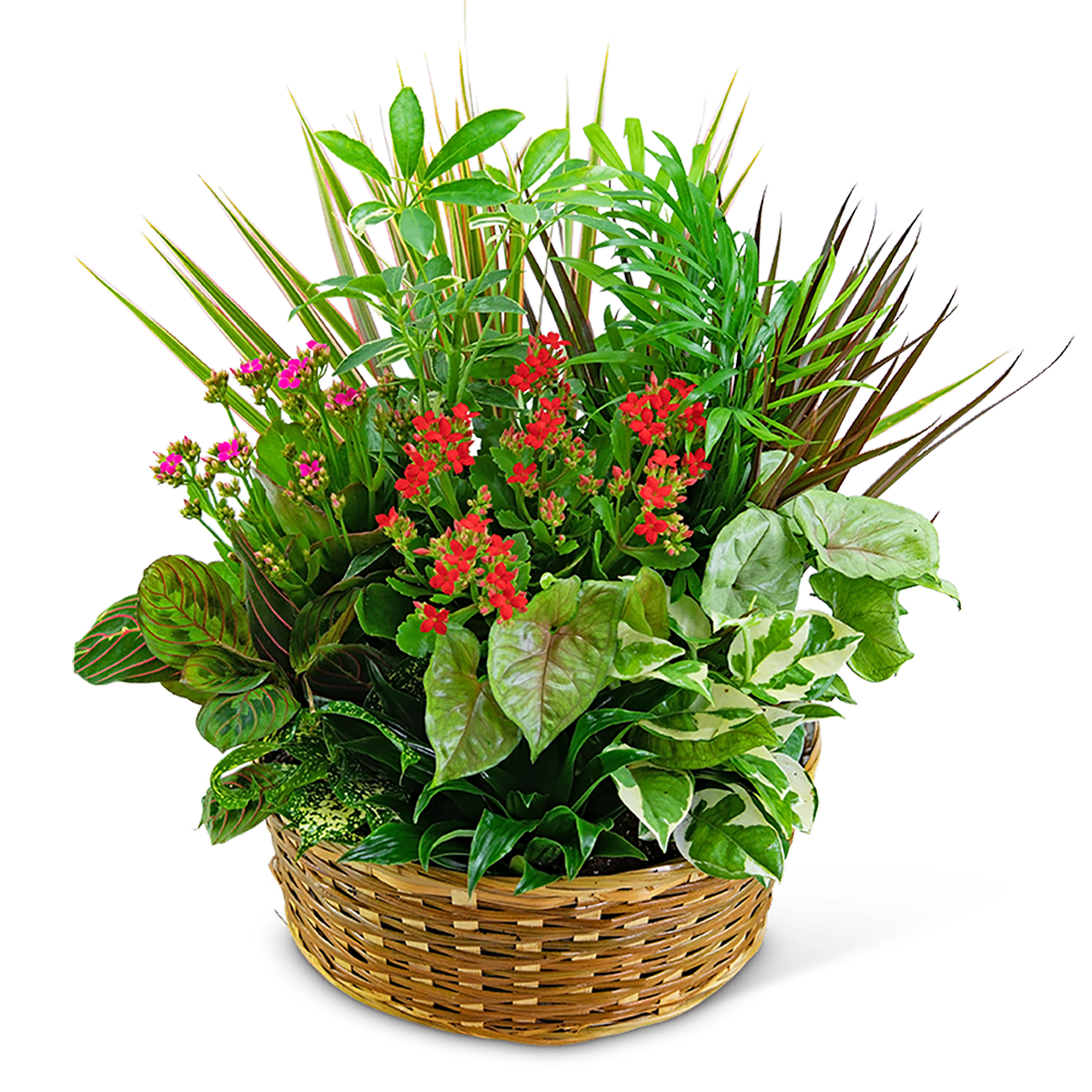 Large Blooming Dish Garden