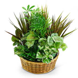 Large Dish Garden