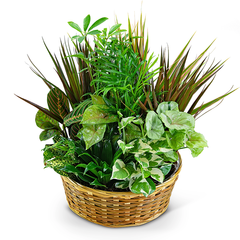 Large Dish Garden