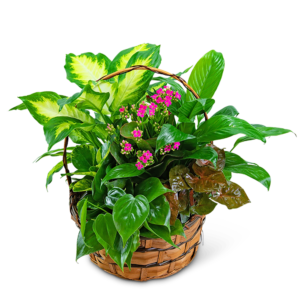Medium Blooming Dish Garden