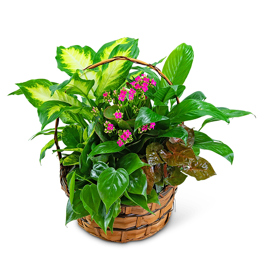 Medium Blooming Dish Garden