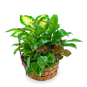 Medium Dish Garden