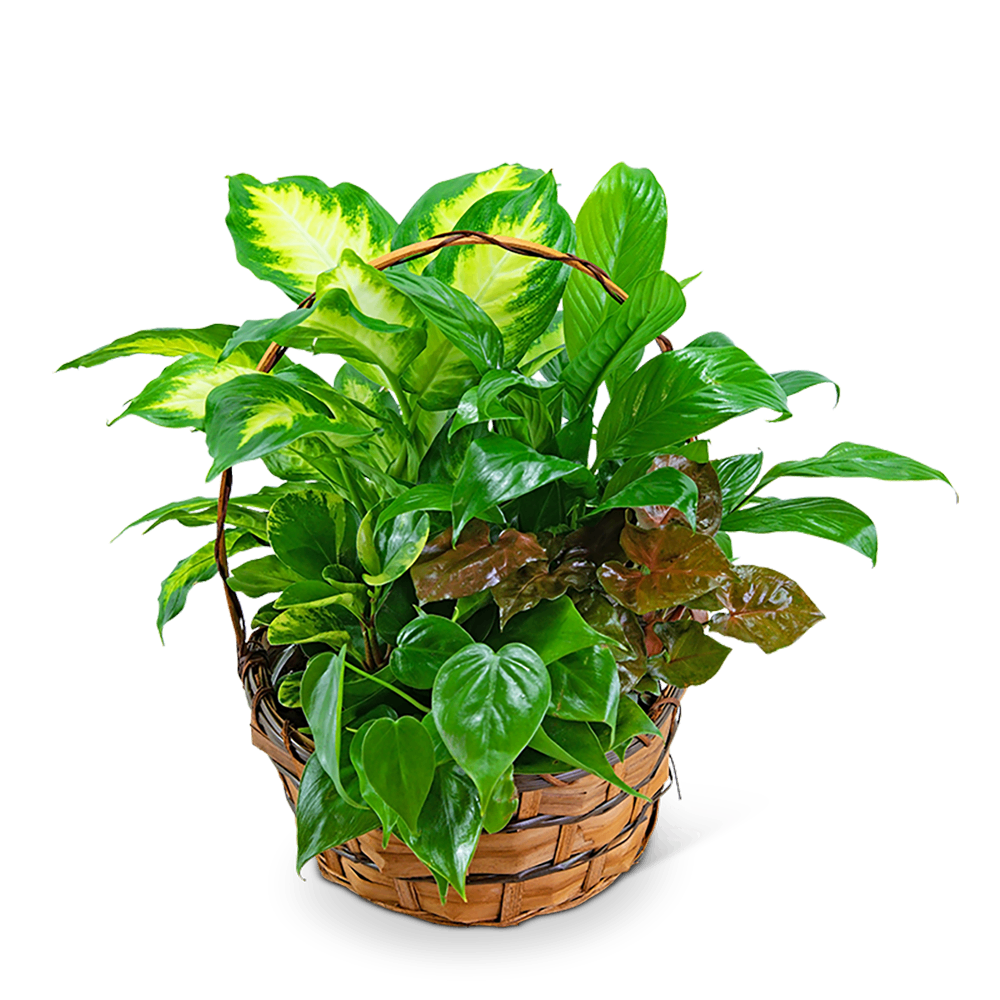Medium Dish Garden