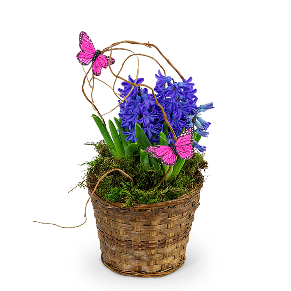 Hyacinth Plant in Basket