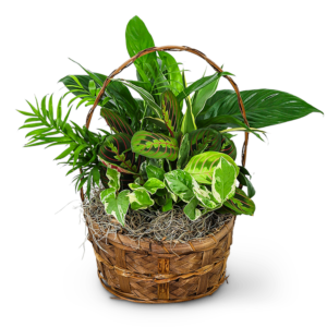 Evergreen Oasis Dish Garden