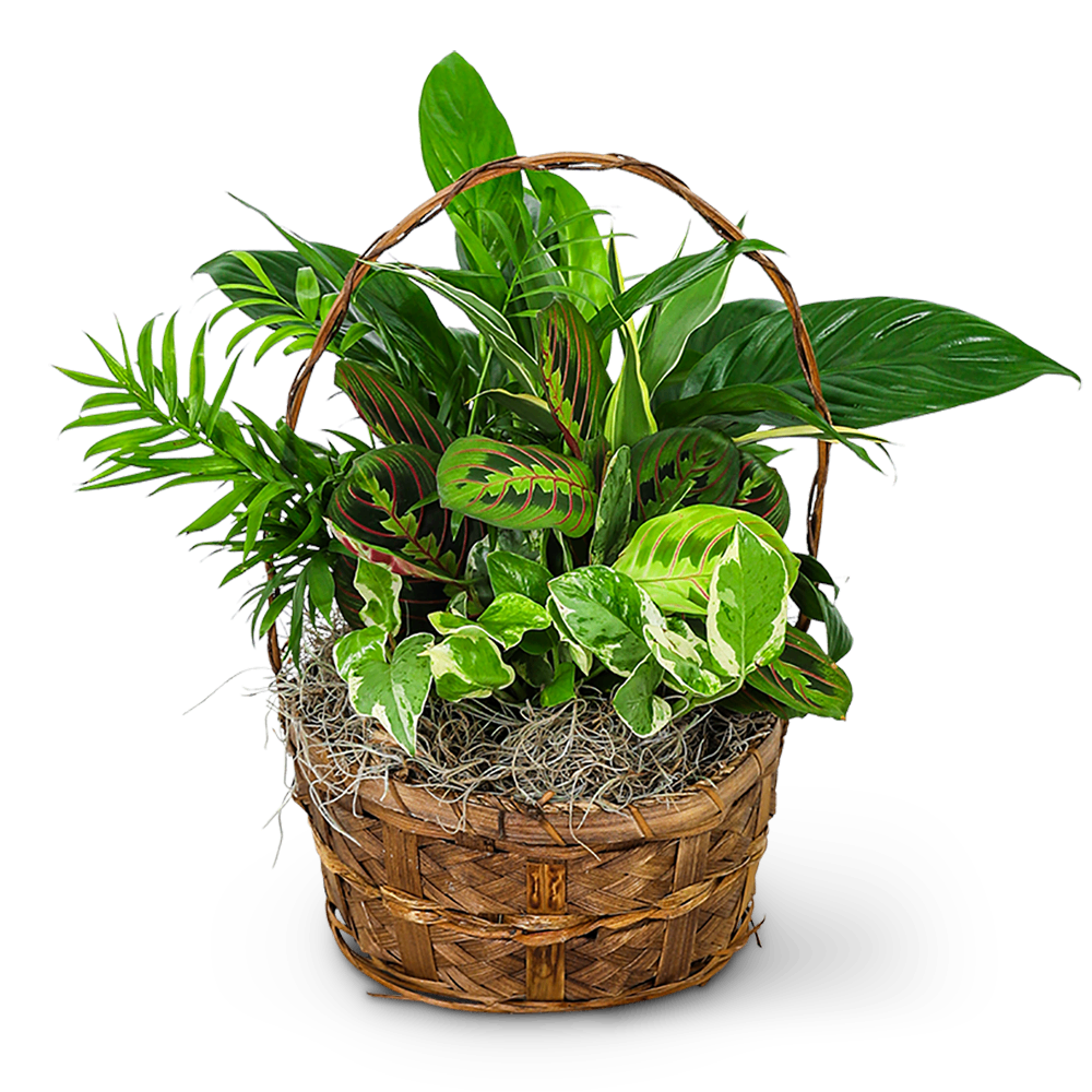 Evergreen Oasis Dish Garden