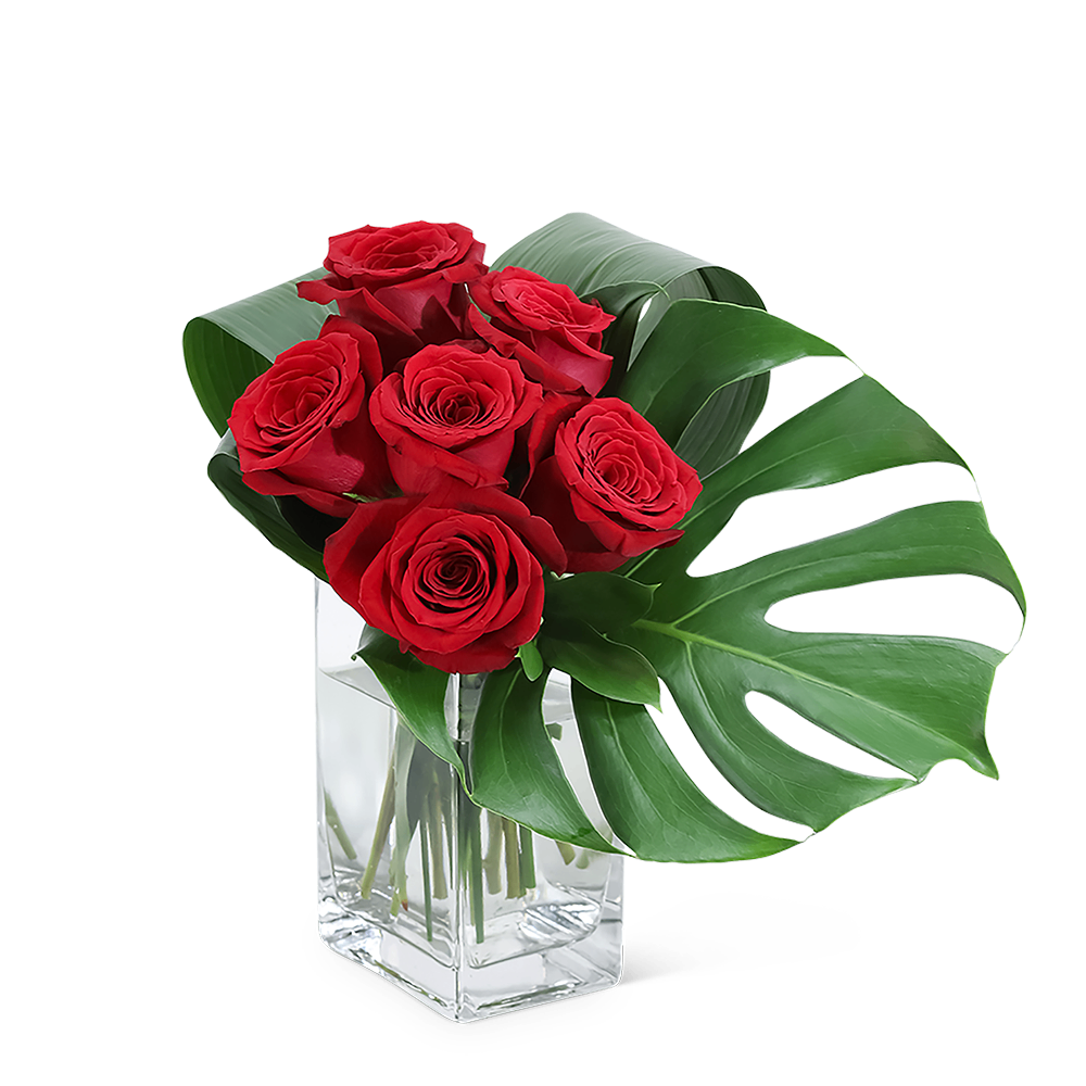 Modern Roses (6)